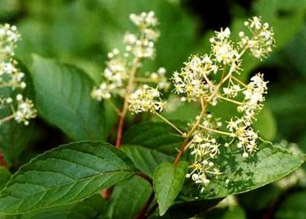 白芍能治类风湿，雷公藤也能治，该怎么选择？