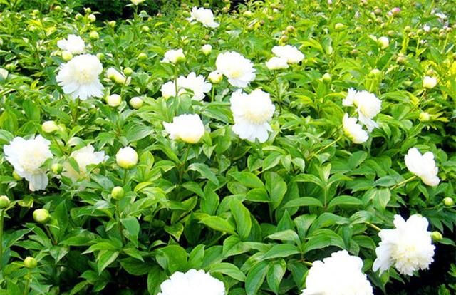 白芍能治类风湿，雷公藤也能治，该怎么选择？