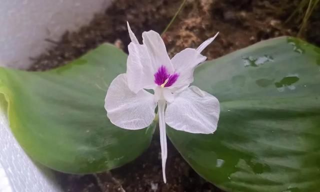 茎菜类蔬菜大全，你全吃过吗？
