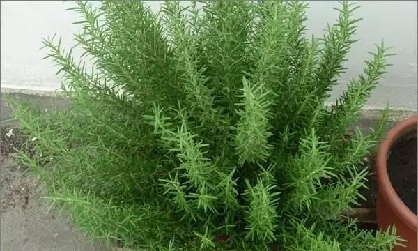 家里养盆小花花，满屋香水味，蚊子最害怕，揪个叶子煎牛排，泡茶