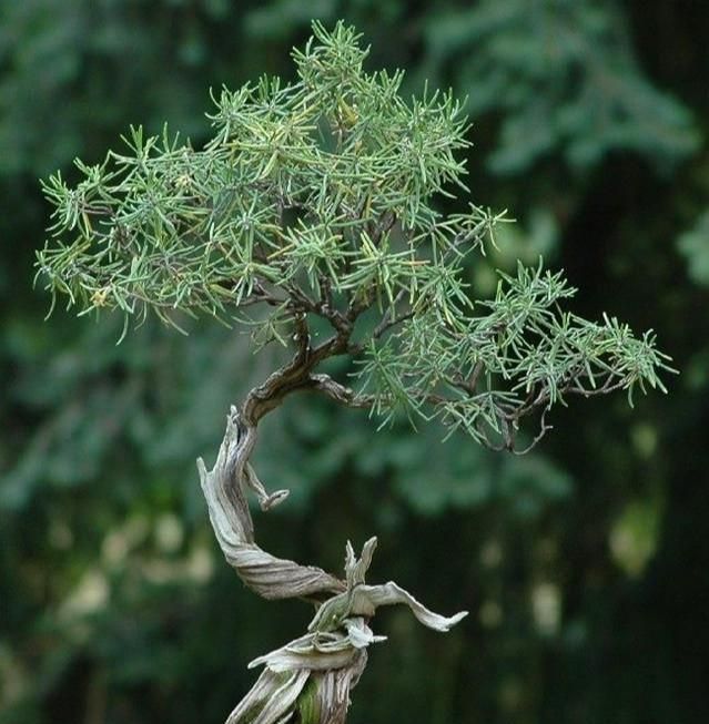 家里养盆小花花，满屋香水味，蚊子最害怕，揪个叶子煎牛排，泡茶