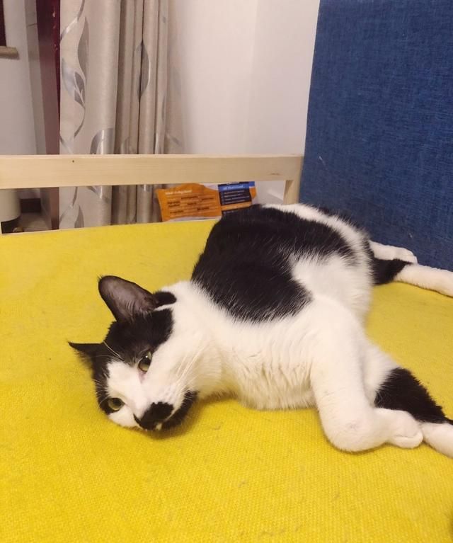 你们家猫猫都吃什么牌子猫粮呢,大家猫吃什么牌子的猫粮图1