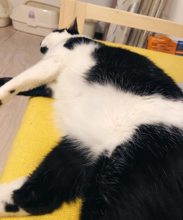 你们家猫猫都吃什么牌子猫粮呢,大家猫吃什么牌子的猫粮图2
