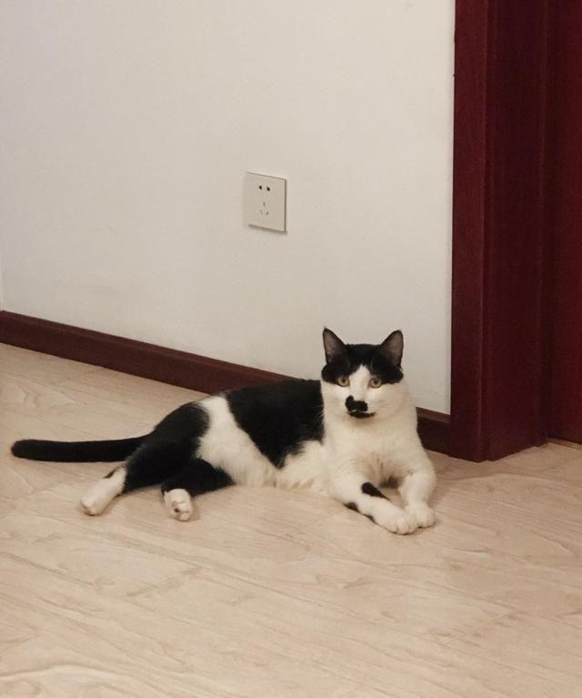 你们家猫猫都吃什么牌子猫粮呢,大家猫吃什么牌子的猫粮图3