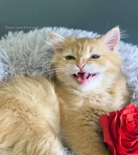 你们家猫猫都吃什么牌子猫粮呢,大家猫吃什么牌子的猫粮图5
