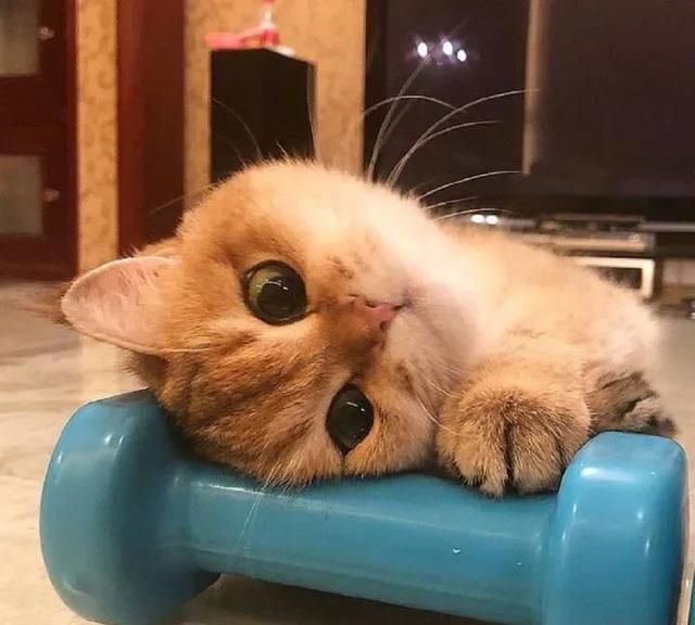 你们家猫猫都吃什么牌子猫粮呢,大家猫吃什么牌子的猫粮图6