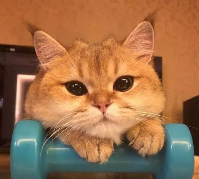 你们家猫猫都吃什么牌子猫粮呢,大家猫吃什么牌子的猫粮图7