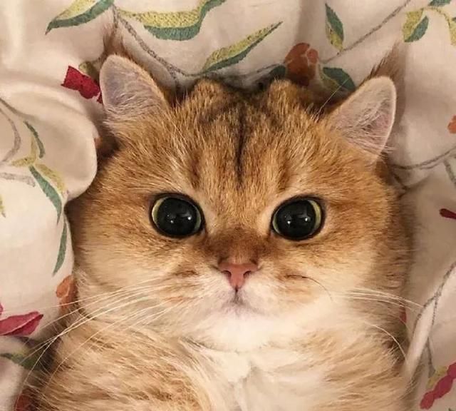 你们家猫猫都吃什么牌子猫粮呢,大家猫吃什么牌子的猫粮图8