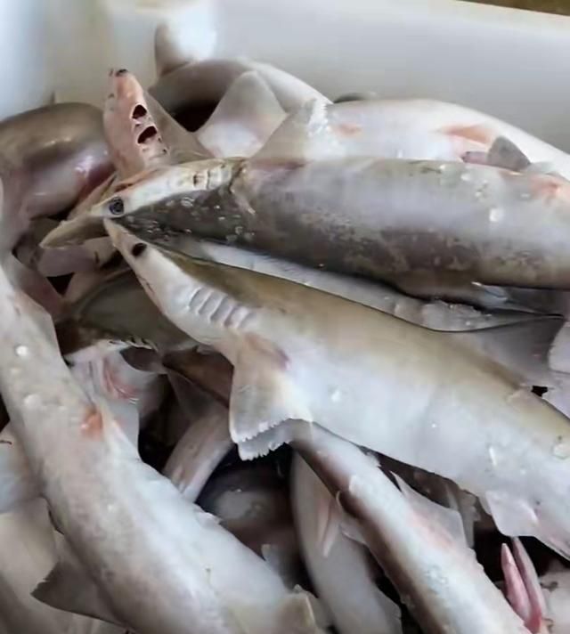 鲨鱼做菜褪沙很重要，跟着湛江人这样做，好吃得汤汁都不剩