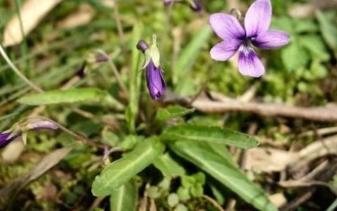 地丁草和犁头草有什么区别(野生犁头草功效)