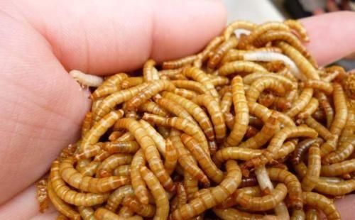 蝎子爱吃什么食物?,农村蝎子爱吃什么图3