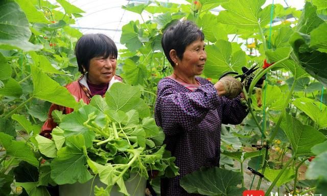 个小却很甜！高淳桠溪南瓜藤蔓修剪提质增产促丰收