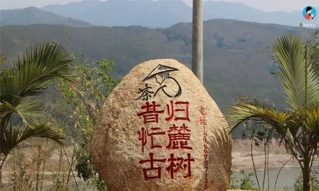 价格不低的昔归茶，到底有什么资格被称为“临沧老班章”？