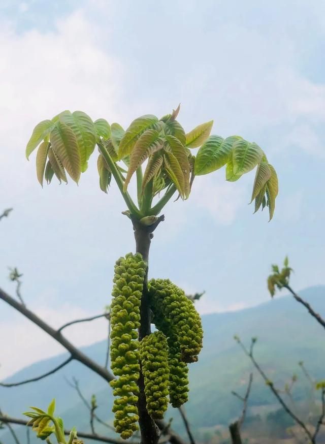 大理 · 风物 | 尝一口春天之核桃花