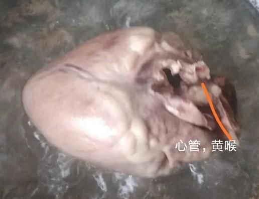重庆火锅里的黄喉是什么图7