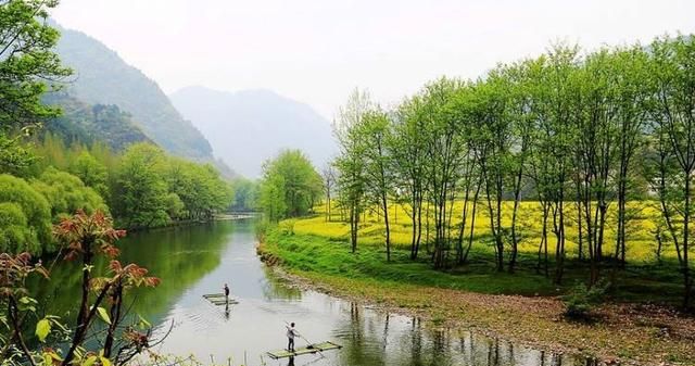 汉中仙毫茶叶如何图8
