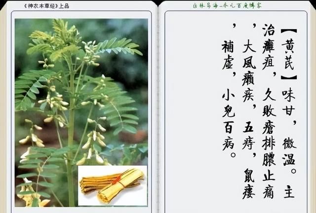 极其精美中草药(图文)(不收藏是你的损失)