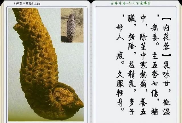 极其精美中草药(图文)(不收藏是你的损失)