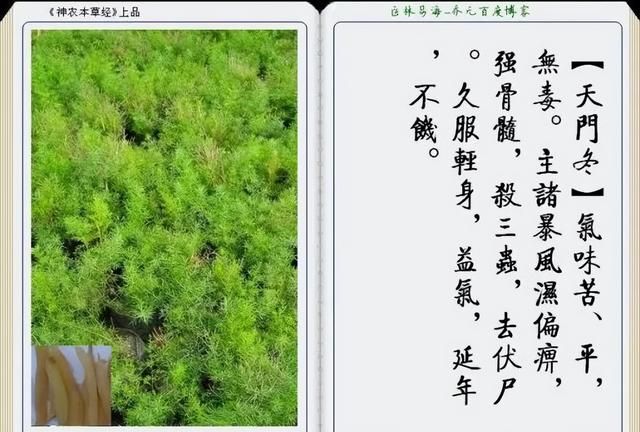 极其精美中草药(图文)(不收藏是你的损失)
