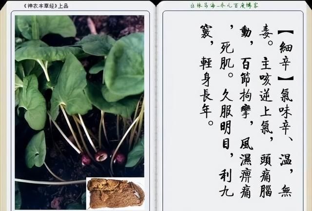 极其精美中草药(图文)(不收藏是你的损失)