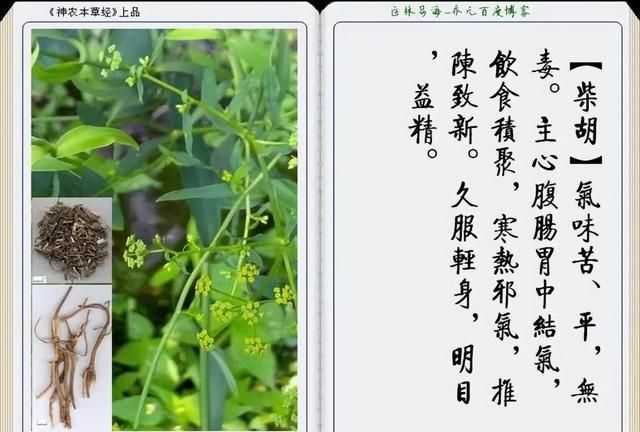 极其精美中草药(图文)(不收藏是你的损失)