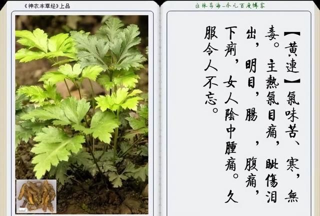极其精美中草药(图文)(不收藏是你的损失)
