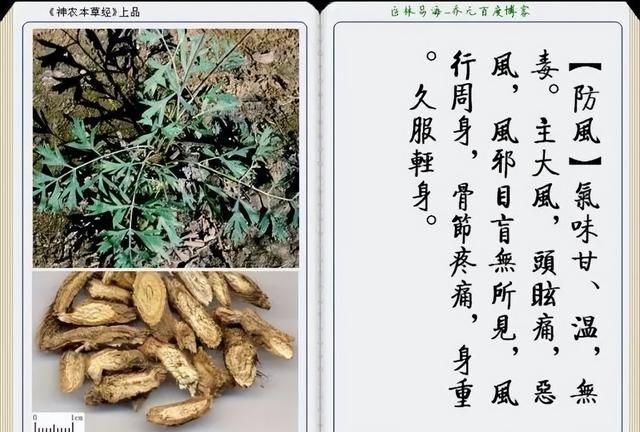 极其精美中草药(图文)(不收藏是你的损失)