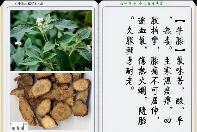 极其精美中草药(图文)(不收藏是你的损失)