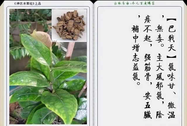 极其精美中草药(图文)(不收藏是你的损失)