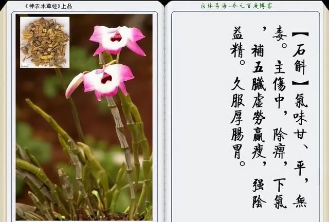 极其精美中草药(图文)(不收藏是你的损失)