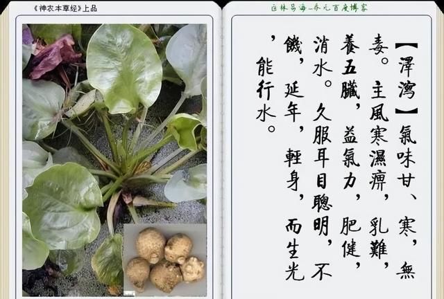 极其精美中草药(图文)(不收藏是你的损失)