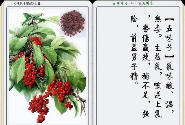 极其精美中草药(图文)(不收藏是你的损失)