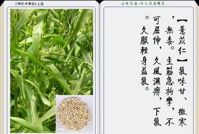 极其精美中草药(图文)(不收藏是你的损失)