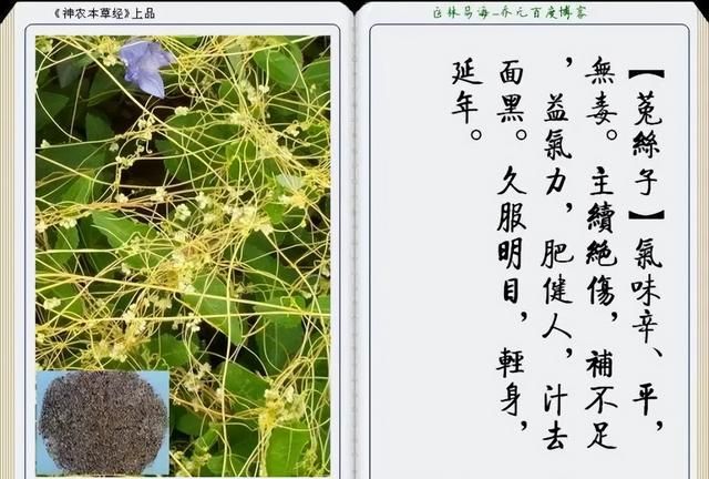 极其精美中草药(图文)(不收藏是你的损失)