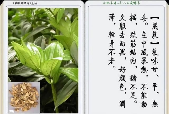 极其精美中草药(图文)(不收藏是你的损失)