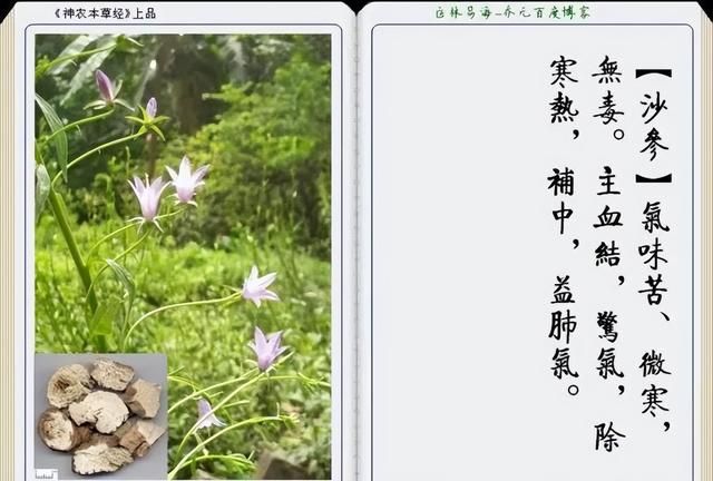 极其精美中草药(图文)(不收藏是你的损失)