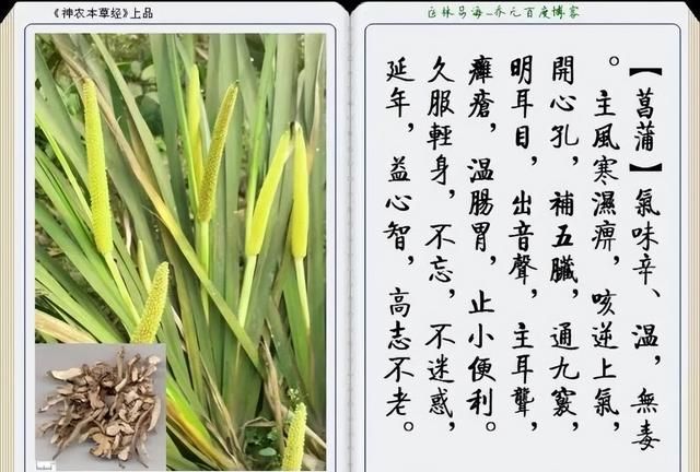 极其精美中草药(图文)(不收藏是你的损失)