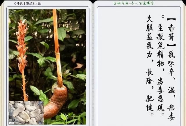 极其精美中草药(图文)(不收藏是你的损失)