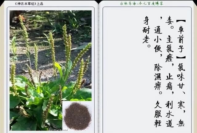 极其精美中草药(图文)(不收藏是你的损失)