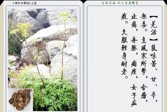 极其精美中草药(图文)(不收藏是你的损失)