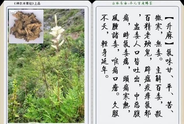 极其精美中草药(图文)(不收藏是你的损失)