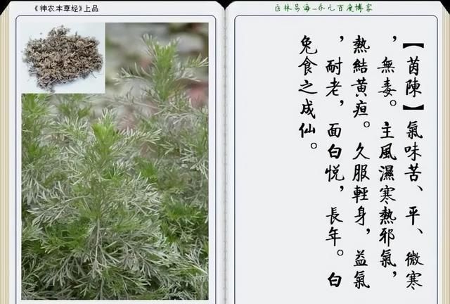 极其精美中草药(图文)(不收藏是你的损失)
