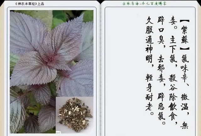 极其精美中草药(图文)(不收藏是你的损失)