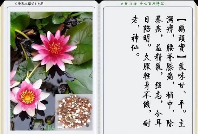 极其精美中草药(图文)(不收藏是你的损失)
