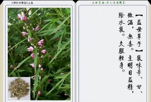 极其精美中草药(图文)(不收藏是你的损失)