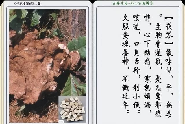 极其精美中草药(图文)(不收藏是你的损失)