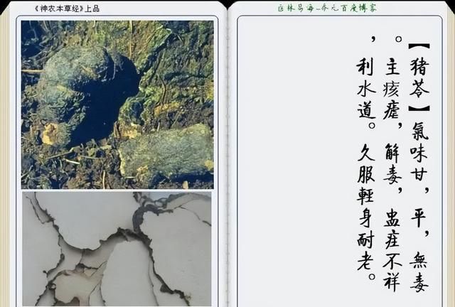 极其精美中草药(图文)(不收藏是你的损失)