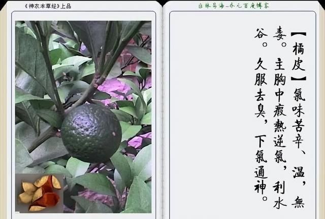 极其精美中草药(图文)(不收藏是你的损失)