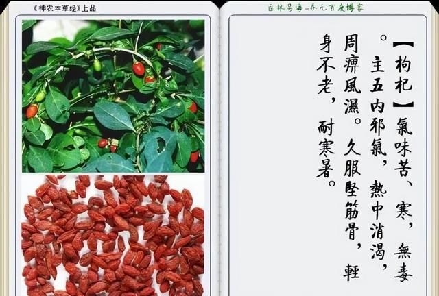 极其精美中草药(图文)(不收藏是你的损失)