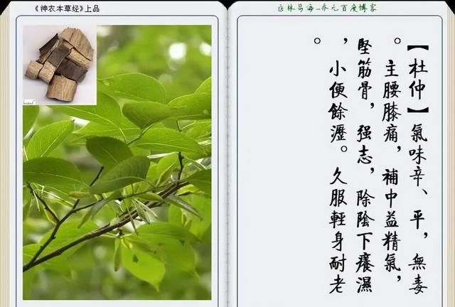 极其精美中草药(图文)(不收藏是你的损失)